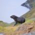 Study Nelson Seals