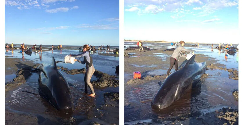 Auszeit Neuseeland Walrettung