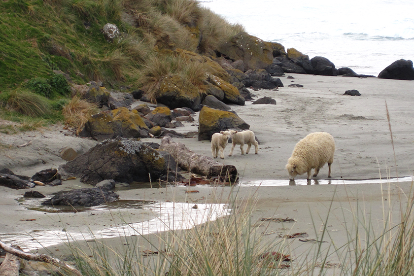 Auszeit Neuseeland Kiwiana Schafe