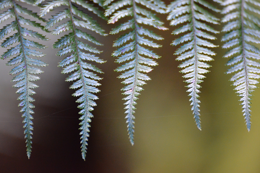 Auszeit Neuseeland Kiwiana Silver Fern